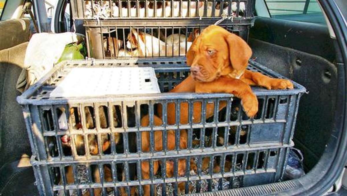 Länderspiegel: Tierfreunde geraten in Finanznot