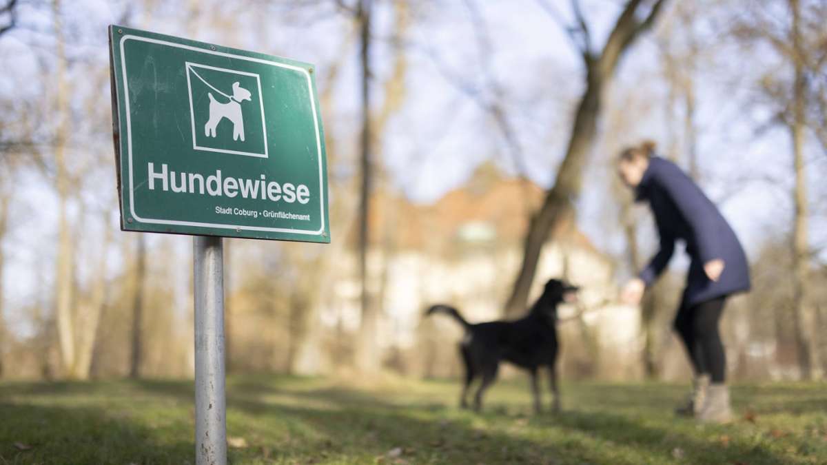 Freilaufende Hunde : Stadt äußert sich zu Bußgeldbescheid