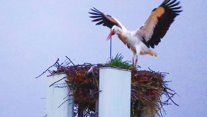 Coburg: Der erste Storch ist zurück