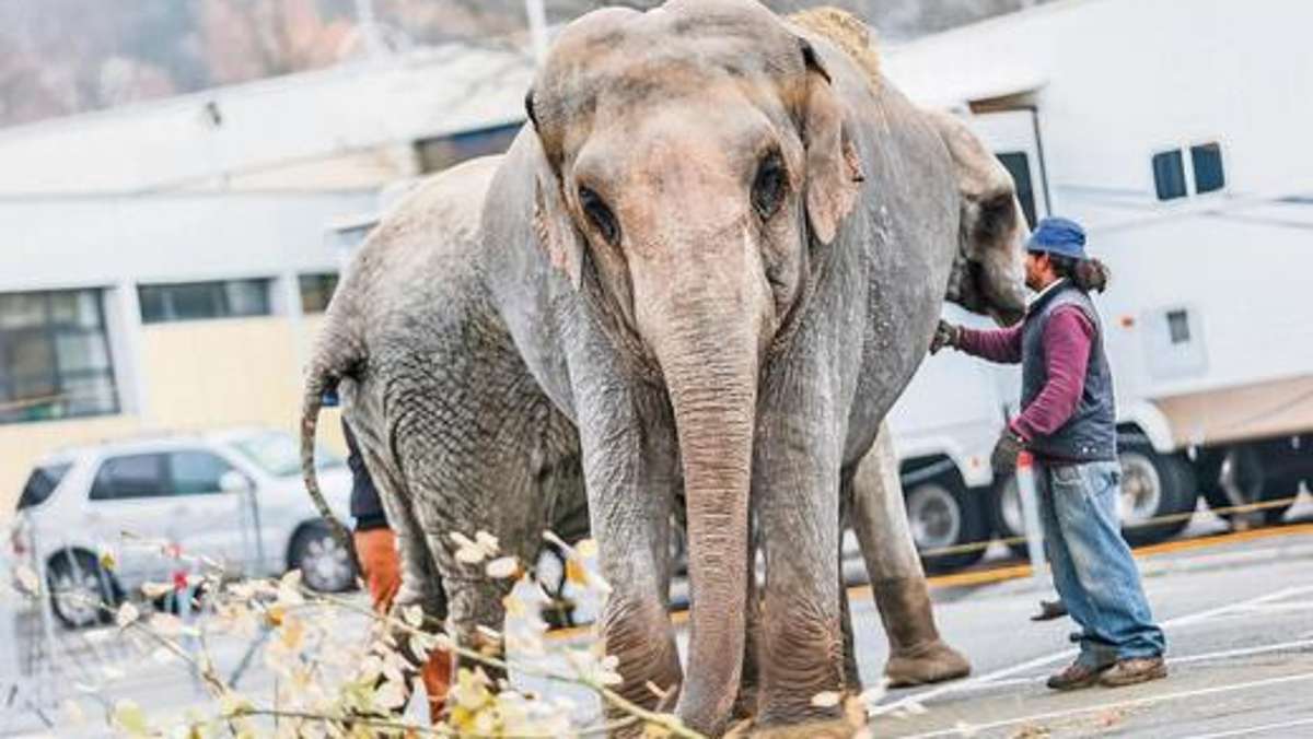 Coburg: Wirbel um Zirkus-Elefanten