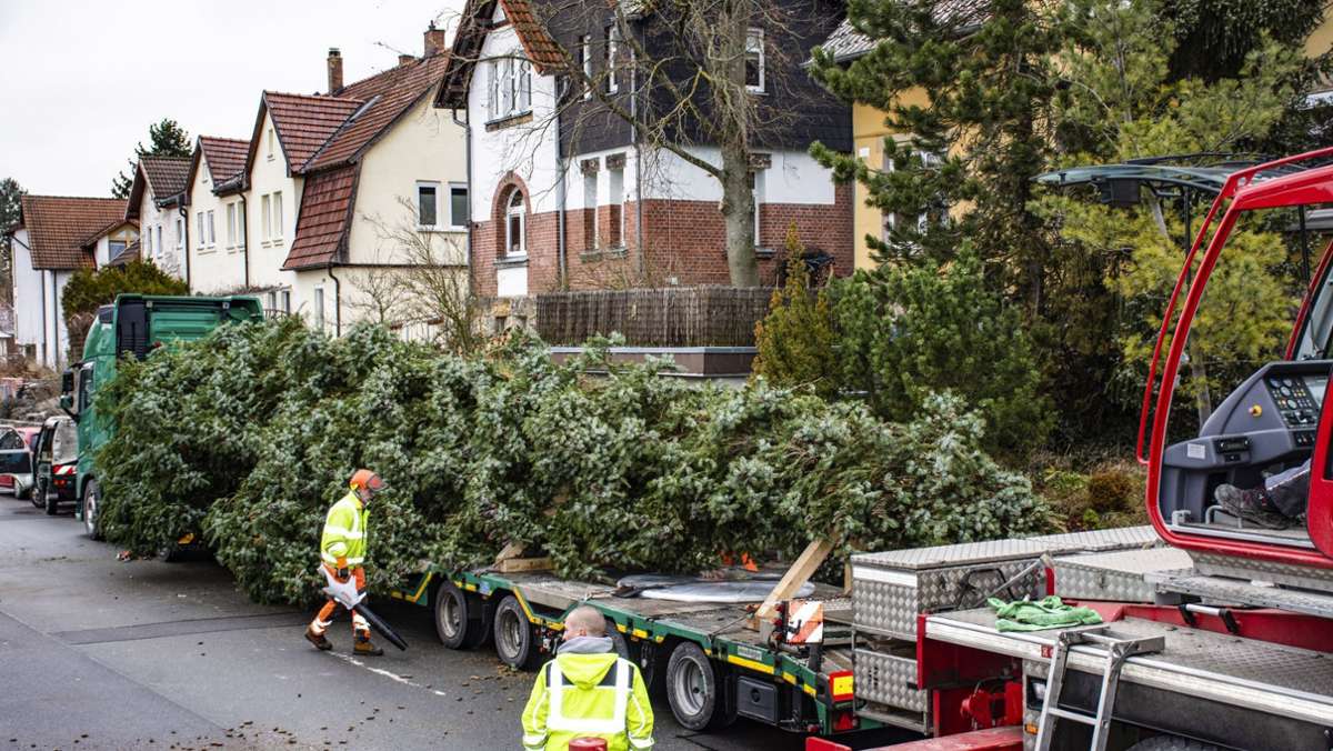 Schon Weihnachten?: Coburg sucht den Weihnachtsbaum