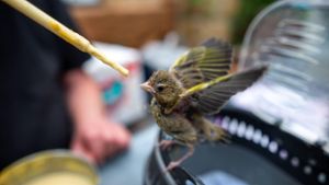 Tierschutz in Coburg: Wenn verletzte Vogelkinder Hilfe brauchen