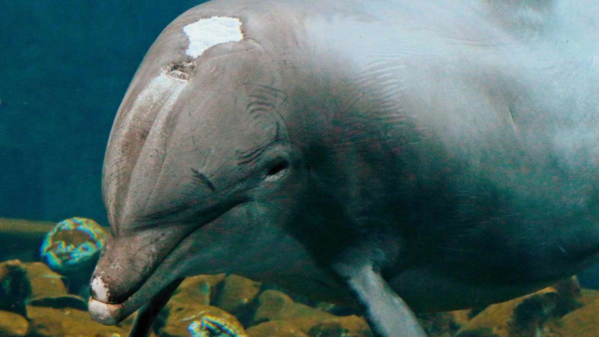 Nürnberg: Ältester Delfin ist gestorben