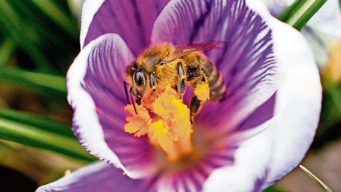 Hoffnung nicht nur für die Honigbiene
