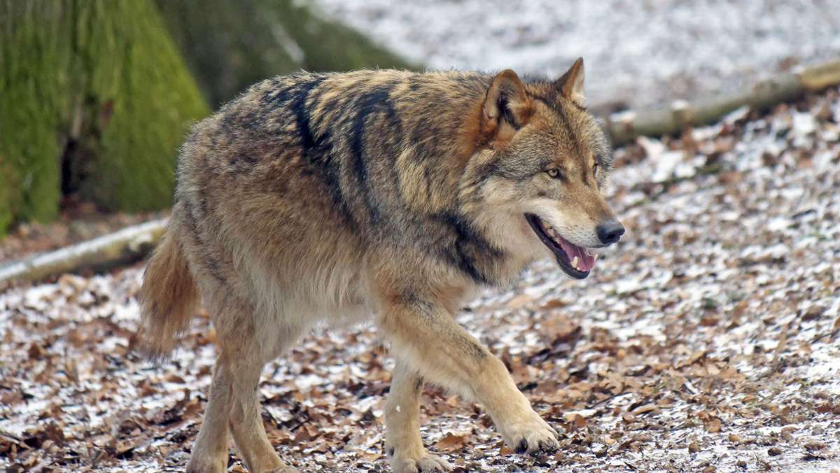 Proben bestätigen es: Wolf ist im Landkreis Coburg  unterwegs