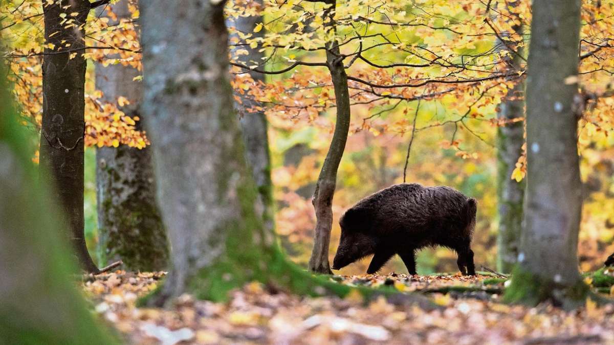 Landkreis Kronach: Die Schweinepest kommt