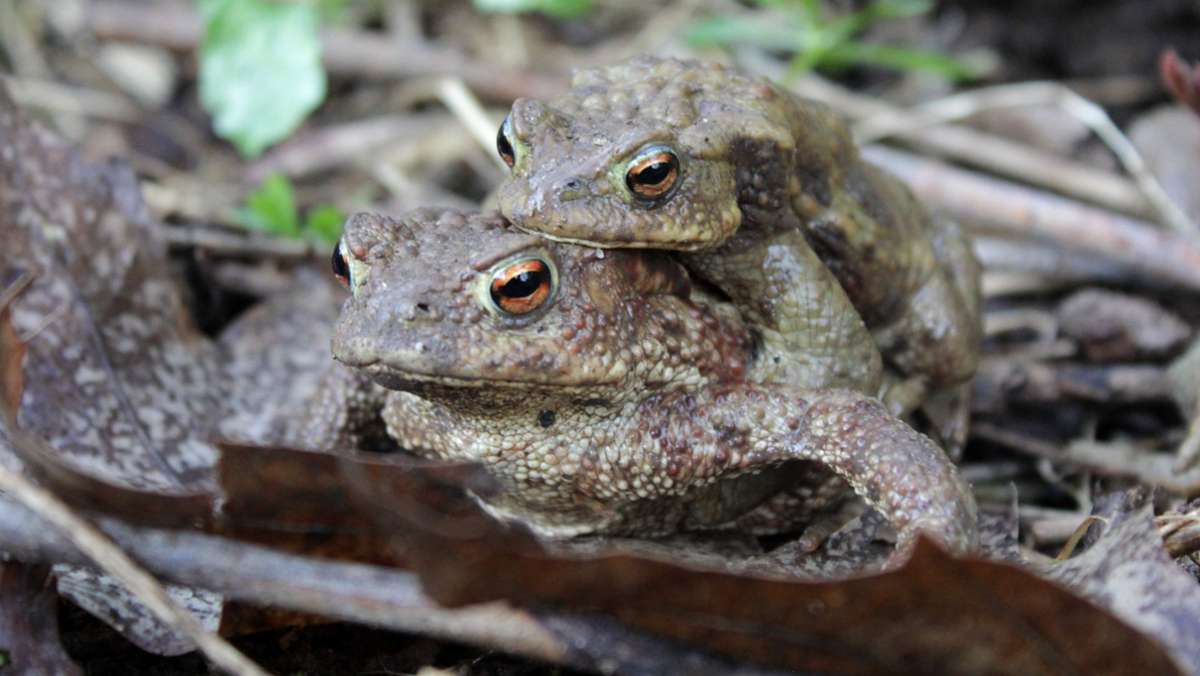 Bund Naturschutz:: Amphibien starten mit Wanderung