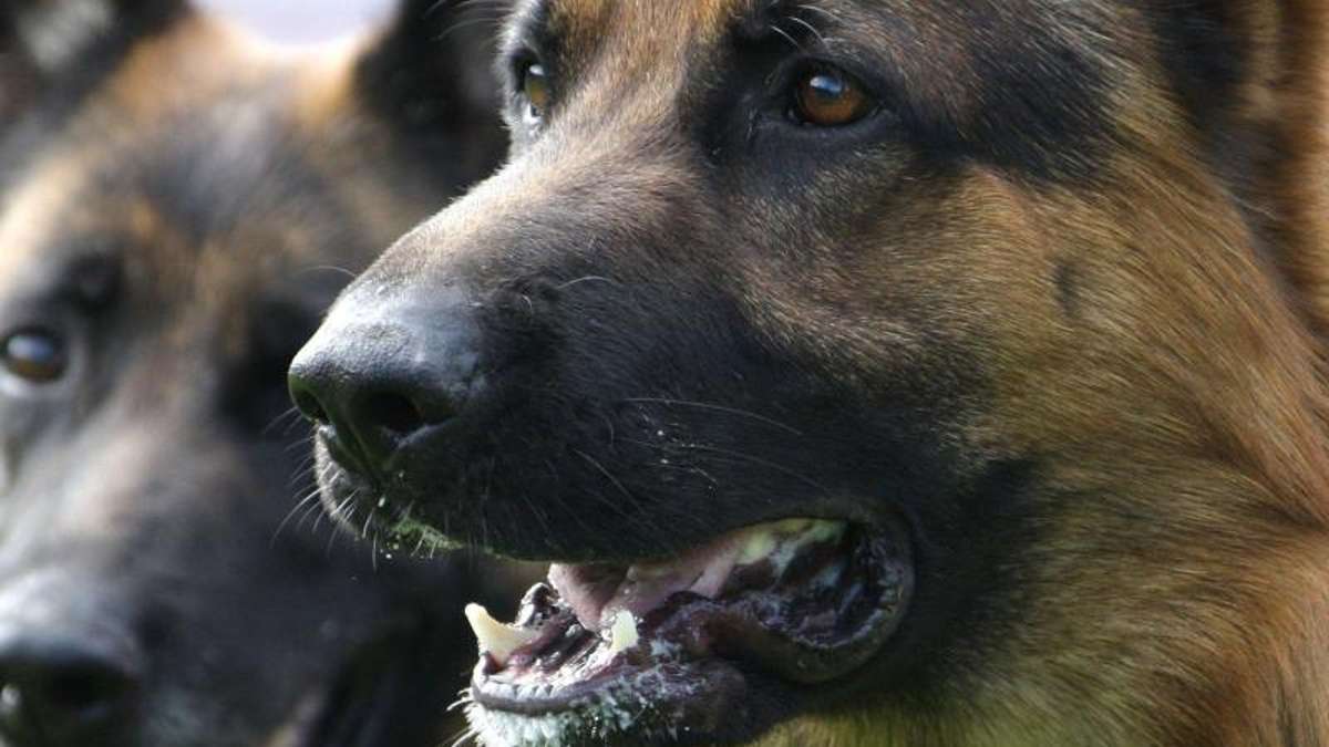 Küps: Schäferhund beißt 12-Jährige