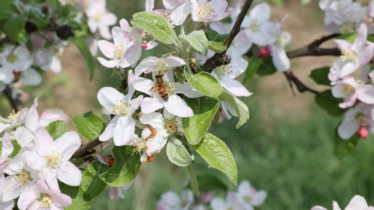 Wetter: Verband: Starke Frostschäden im Obstbau, Hoffnung bei Äpfeln
