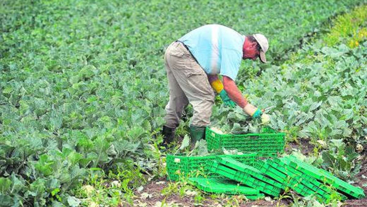 Aus der Region: Preisverfall bei Salat dauert an