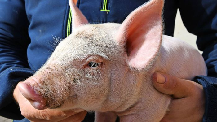 Höfesterben in Oberfranken: Schweinehalter vor dem Aus