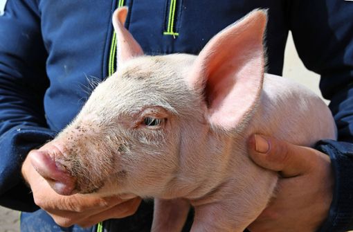 Viele Schweinemäster und Ferkelzüchter sehen  durch den Preisverfall keine Zukunft mehr für ihren Betrieb. Foto: dpa/Holger Hollemann