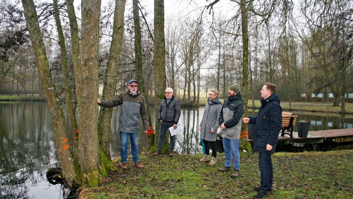 Bad Rodach: Bäume am Kurteich müssen weichen