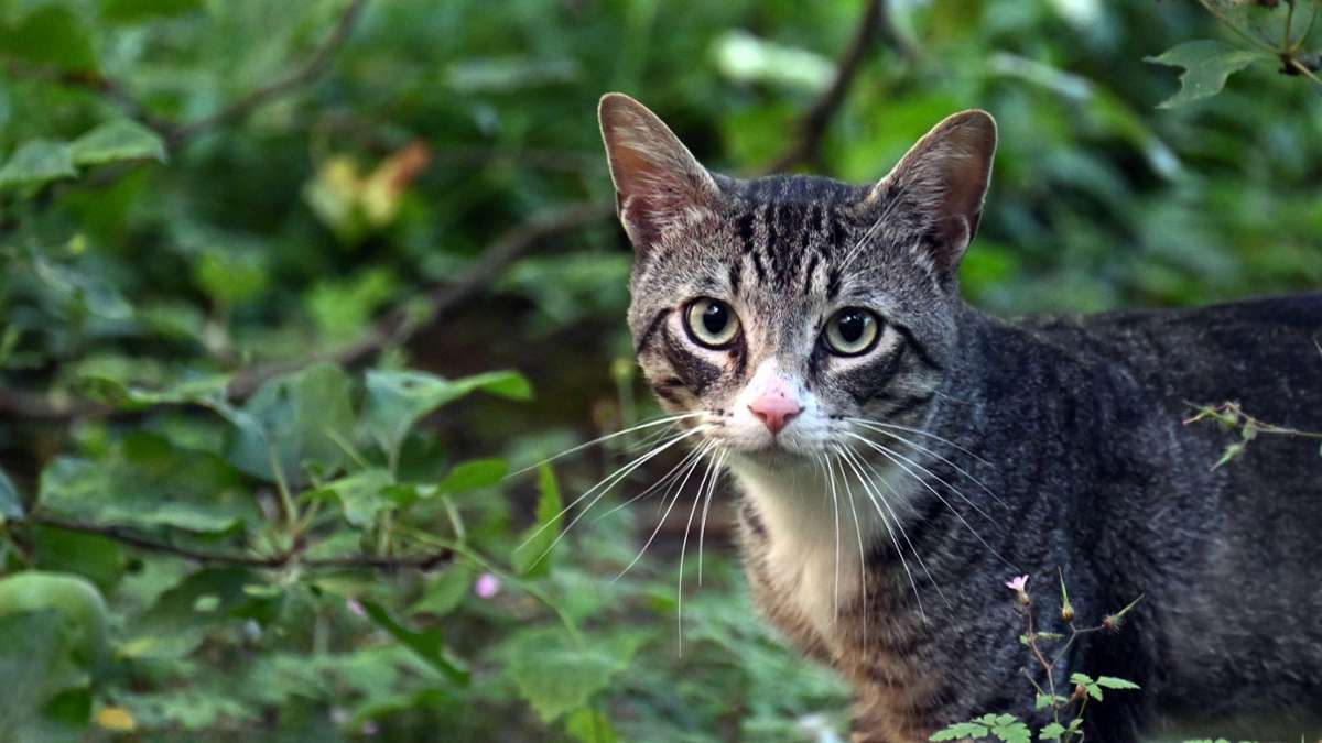 Landkreis Coburg : Polizisten retten verletzte Katze