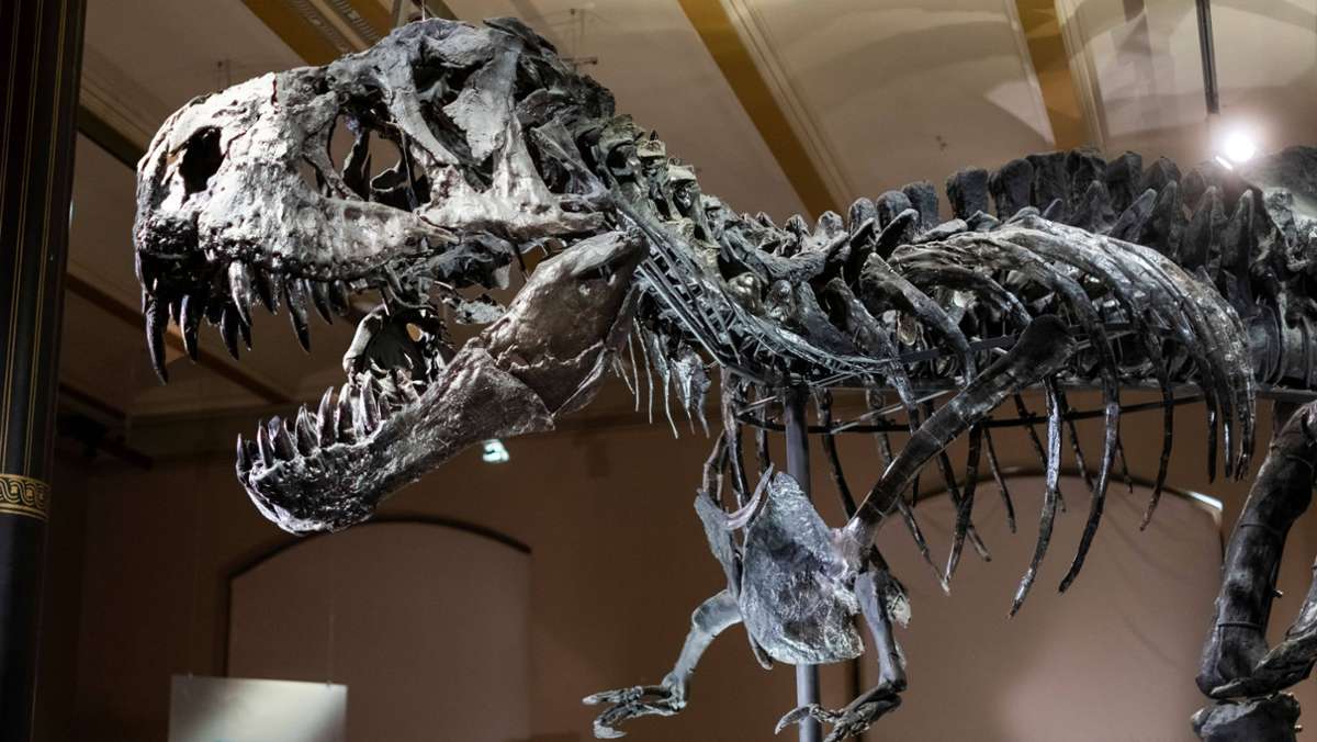 Dino-Austellung im Naturkundemuseum Berlin: Tyrannosaurus rex kehrt nach Deutschland zurück