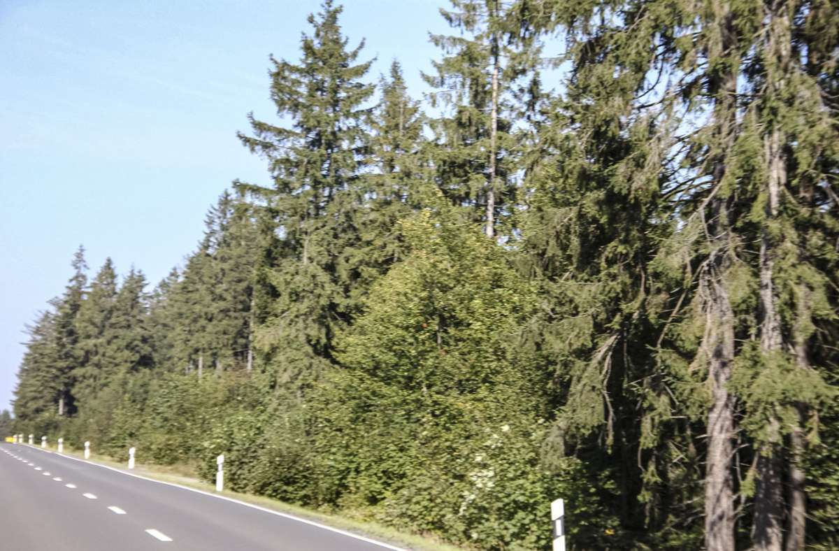 Am Rennsteig zwischen Steinbach am Wald und Kleintettau soll ein Wind- und Wasserstoffpark entstehen. Die Befürworter hoffen auf einen Konsens mit der Bevölkerung. Foto: /Veronika Schadeck