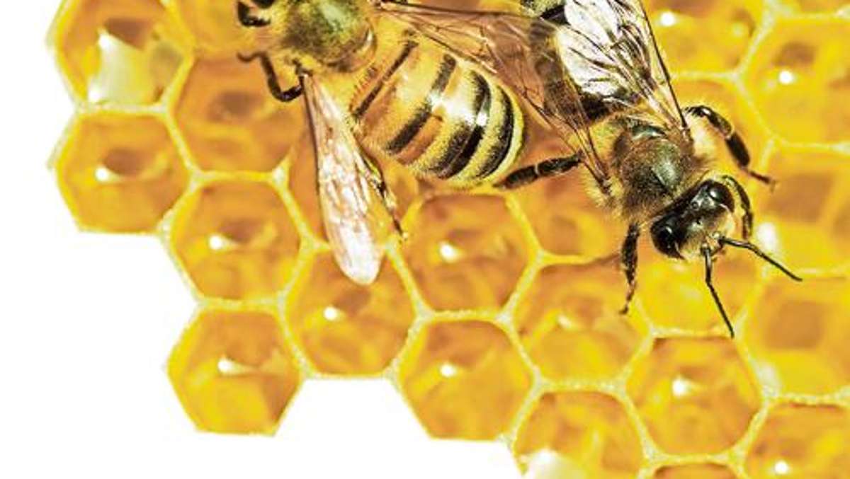 Länderspiegel: Bienen kämpfen ums Überleben