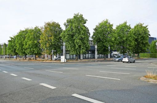 Die acht Linden auf dem Coburger Brose-Werksgelände an der Ecke Bamberger/Ernst-Faber-Straße bleiben stehen. Foto: Neue Presse/Wolfgang Braunschmidt