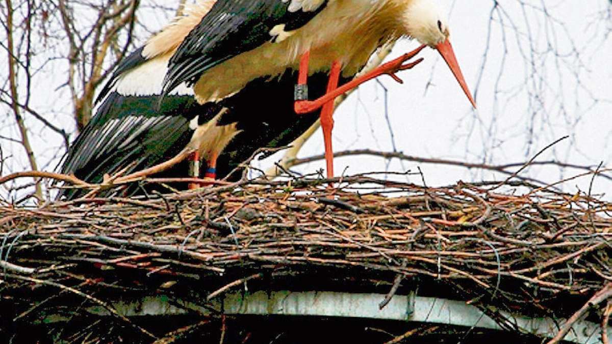 Coburg: Schernecker Storch höchstwahrscheinlich tot
