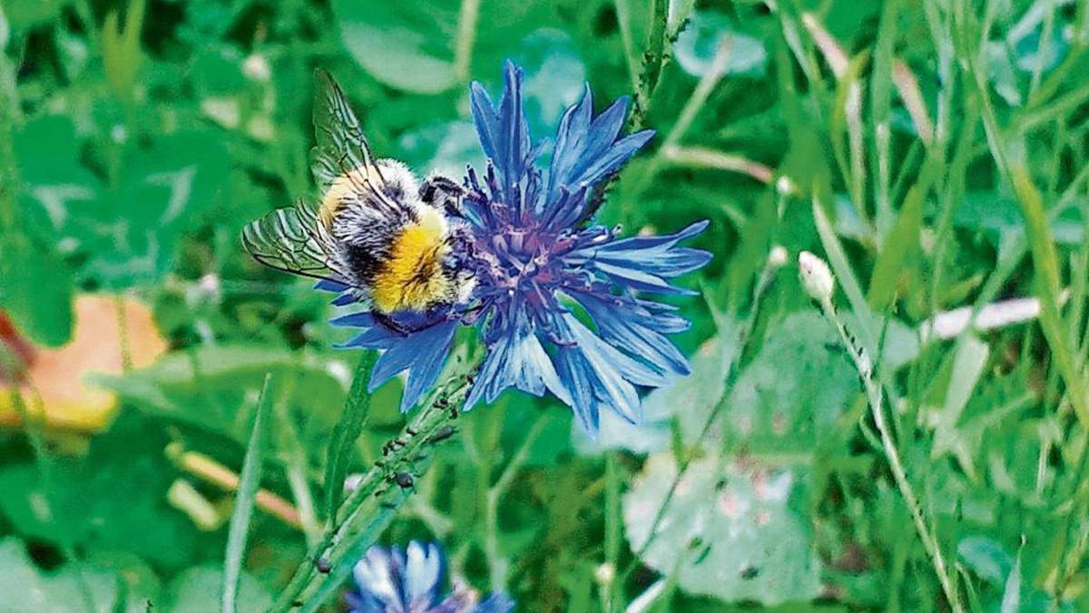 Neustadt/C: Neue Nahrung für Bienen und Insekten