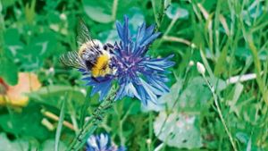 Neue Nahrung für Bienen und Insekten