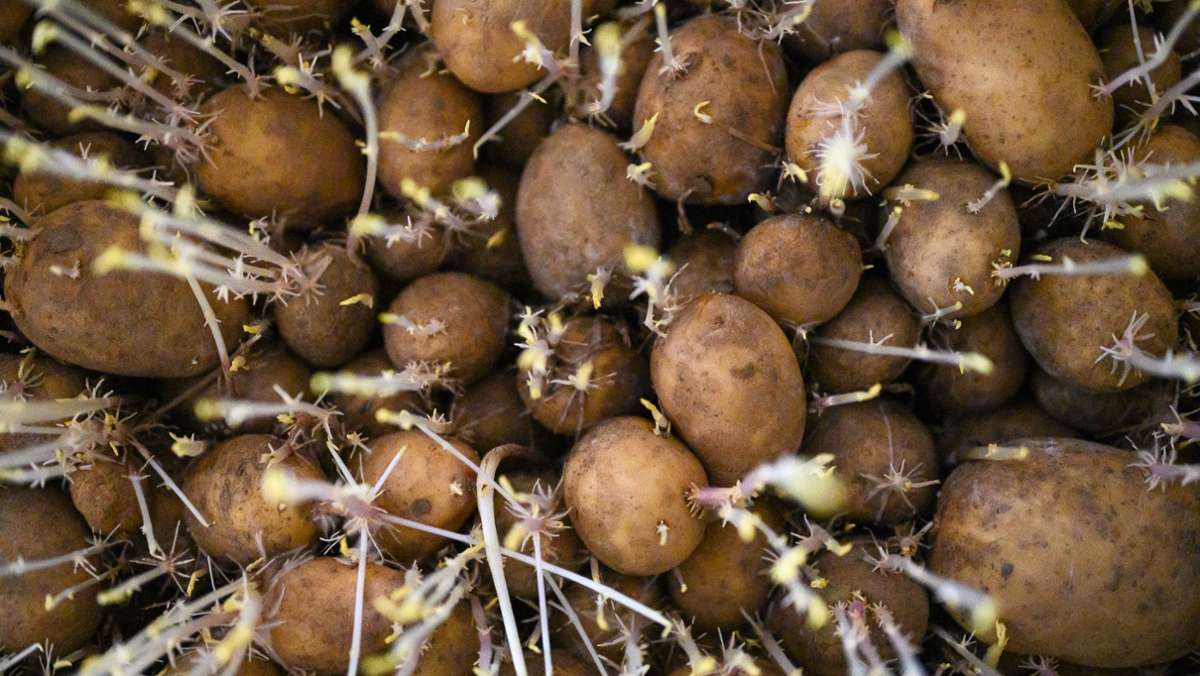 Selbst im eigenen Garten: Kartoffelanbau boomt