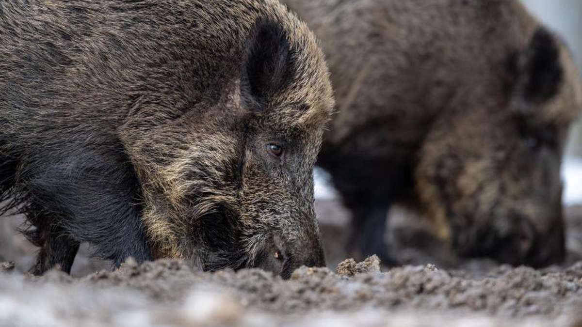 Kronach: Wildschweine verwüsten etliche Wiesen