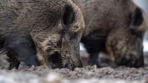 Wildschweine verwüsten etliche Wiesen