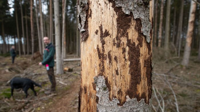 „Schlimmstes Jahr“ für den Gemeindewald