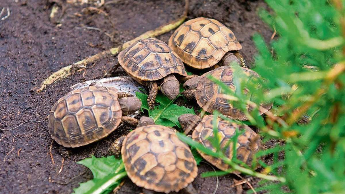 Coburg: Schildkröten-Klau in Schorkendorf