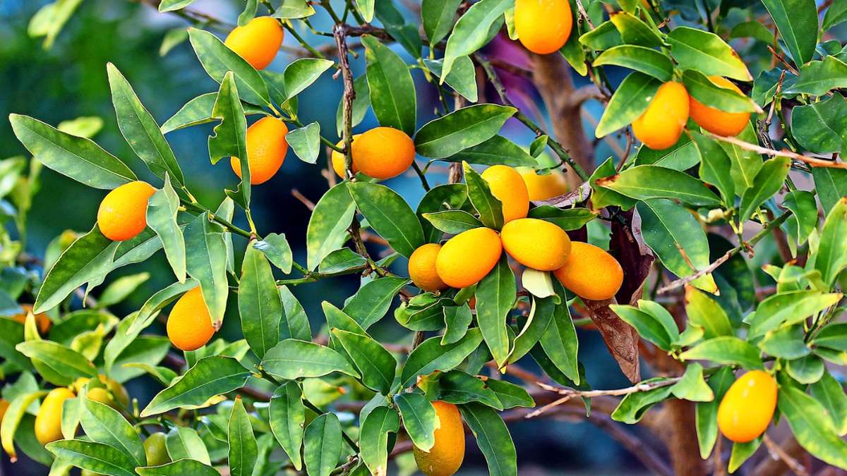 Tropisches Obst zu Hause: Diese Zitrusfrüchte eignen sich für den Balkon