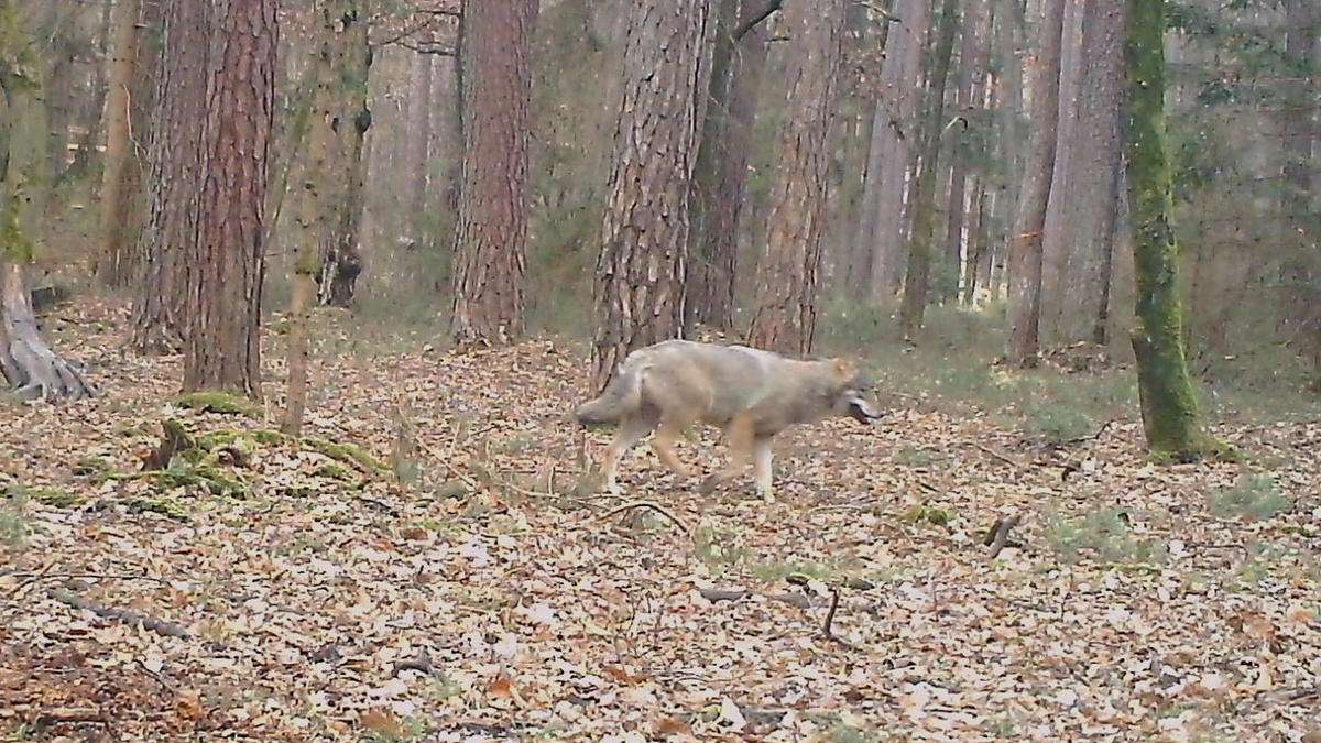 Oberhaid: Foto-Beweis: Wolf in Oberfranken gesichtet