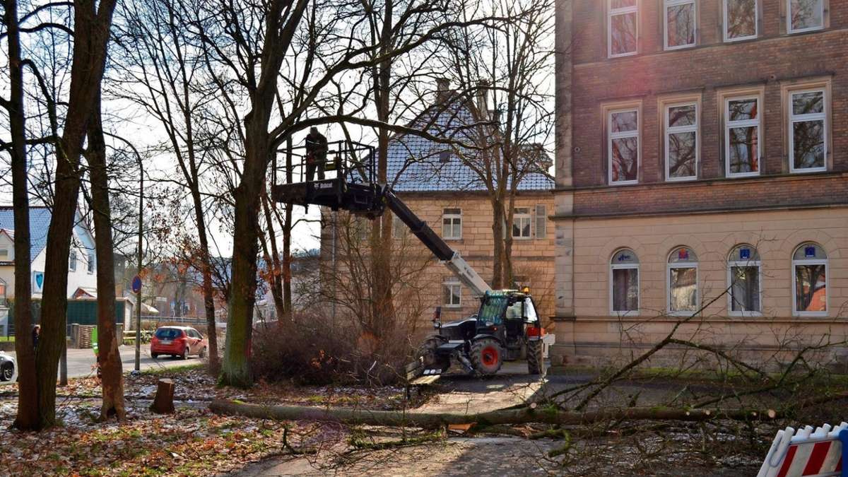 Kronach: Die ersten Bäume sind schon weg