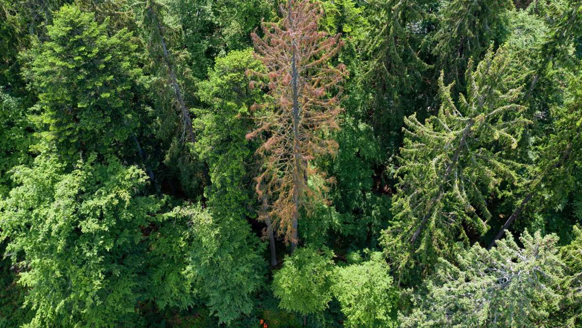 Frankenwald: Ganz Bayern gegen den Borkenkäfer