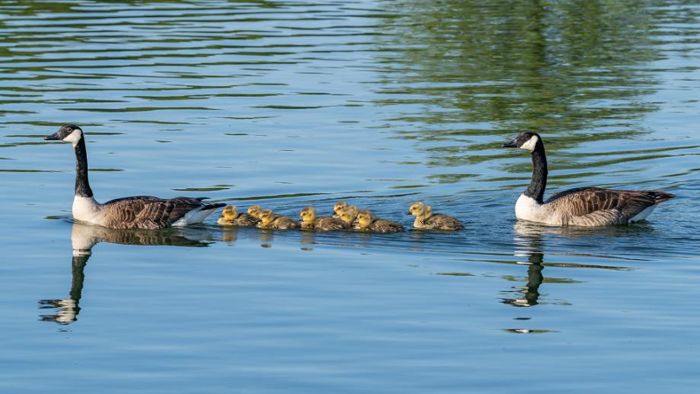 Coburg: Mini-Enten und Schwanenkinder am Goldbergsee