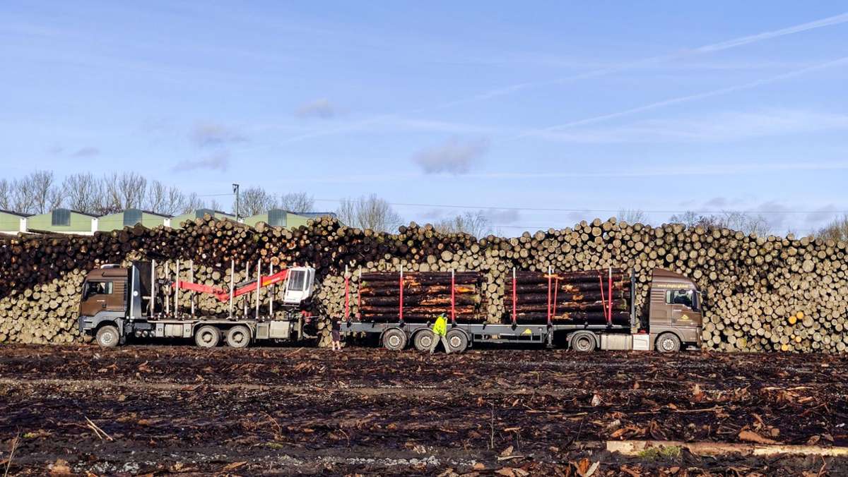 Borkenkäfer: Rödental: Staatsforsten räumen Holz-Lager