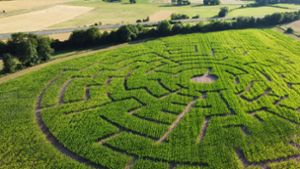 Orientierungslauf durchs Maislabyrinth