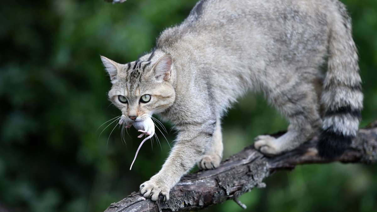 Tiere: Naturschützer warnen: Wild- und Hauskatzen nicht verwechseln