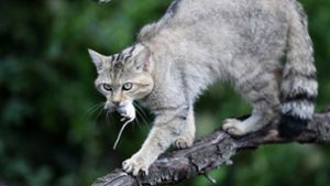 Naturschützer warnen: Wild- und Hauskatzen nicht verwechseln