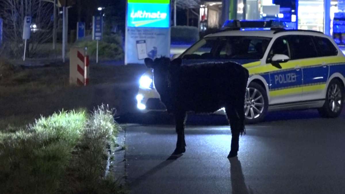 Entlaufene  Kuh in Coburg: Wie  die Polizei in solchen Fällen vorgeht