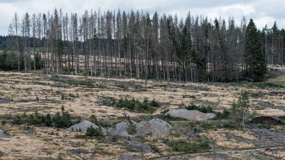 Landkreis Kronach: Auf 8300 Hektar steht kein Baum mehr