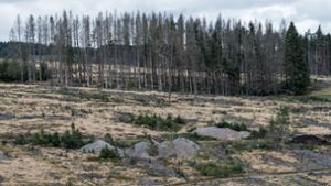 Auf 8300 Hektar steht kein Baum mehr