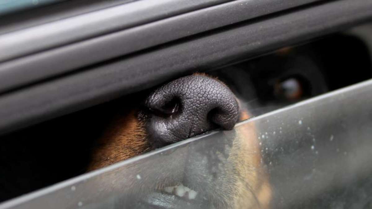 Länderspiegel: Schon wieder: Hund in überhitztem Auto zurückgelassen