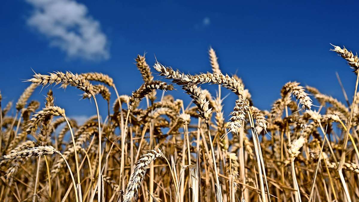 Krieg in der Ukraine: Sorge ums wichtigste Getreide