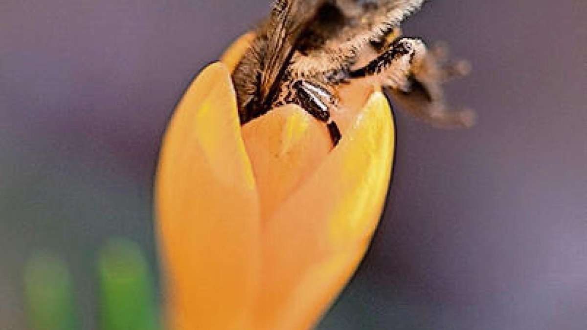 München: CSU lehnt Verbot von Bienengift ab