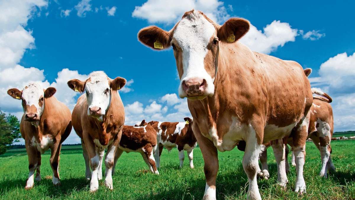 Marktgraitz: Unbekannter verhilft Rindern zur Flucht