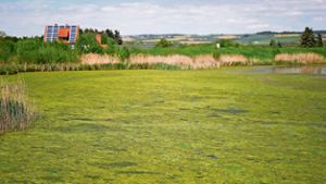 Goldbergsee: Grüner Schleim statt klarem Wasser