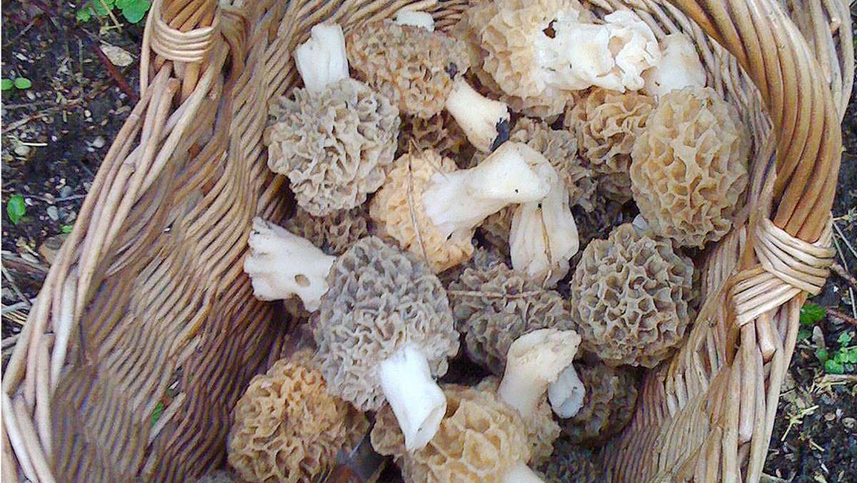 Mmmmmh, Morcheln: Pilzsammler im Glück