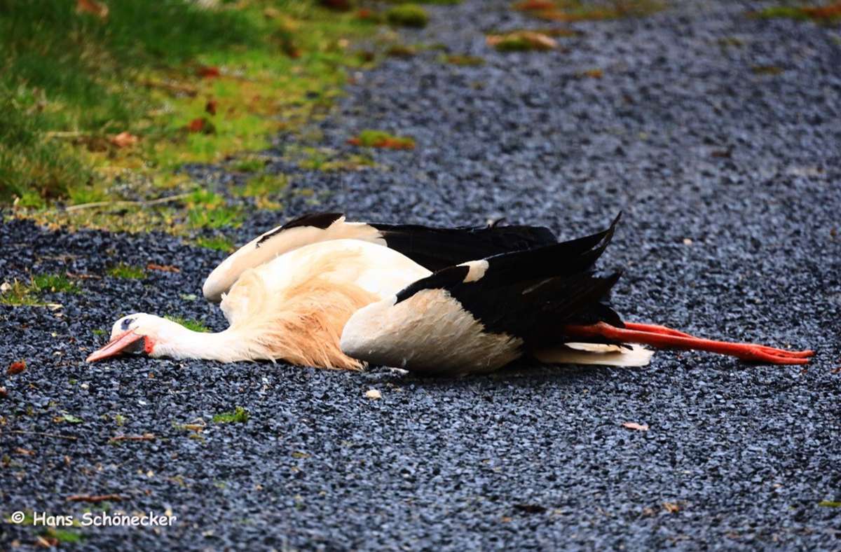 Der tote Storch in Lahm. Foto: Hans Schönecker