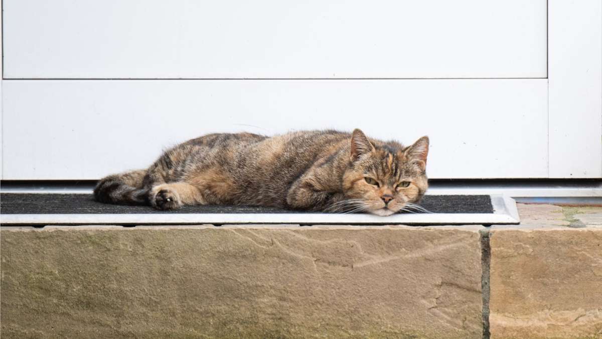 Amtsgericht Haßfurt: Katzenrettung mit Mofa endet vor Gericht